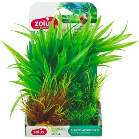 Dekoratiivne Taim Zolux