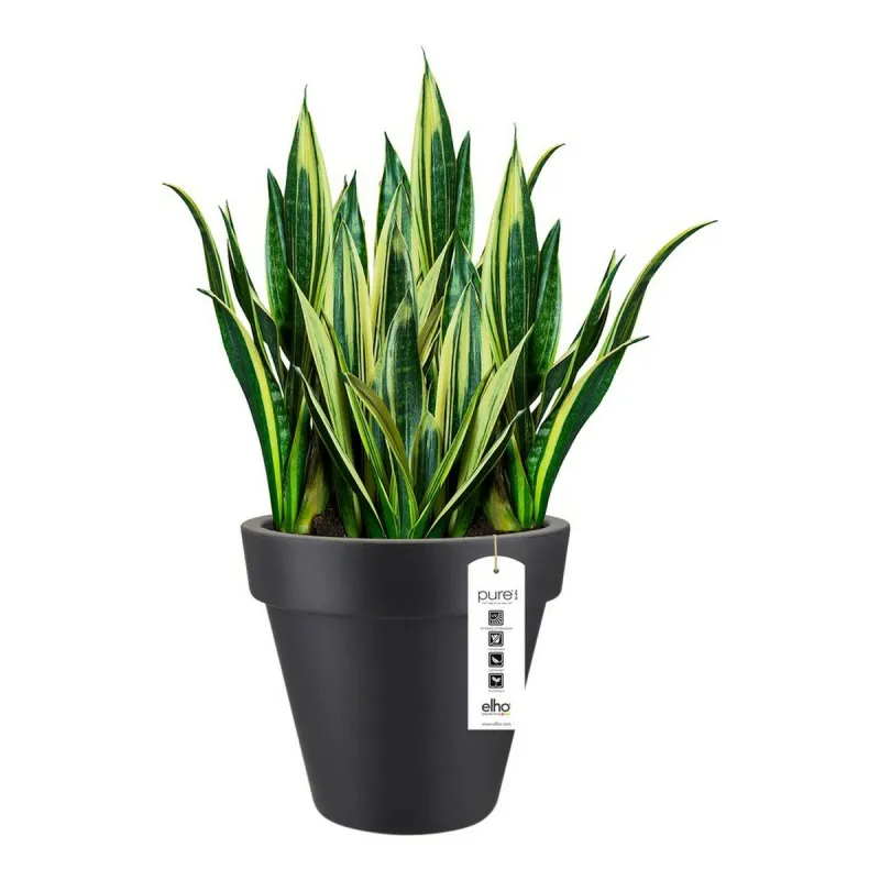 Pušķi Elho 8403604042500 Antracīts Ø 40 cm