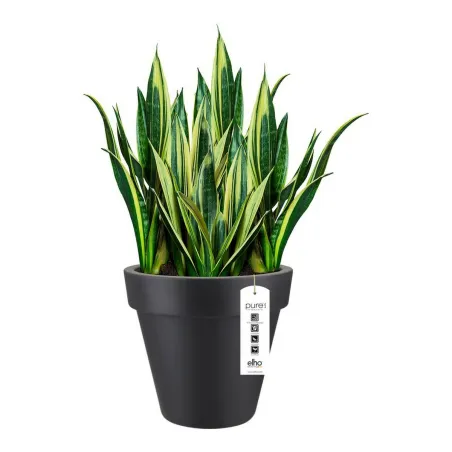 Pušķi Elho 8403604042500 Antracīts Ø 40 cm