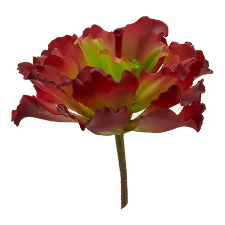 Dekoratiivne Taim Ibergarden