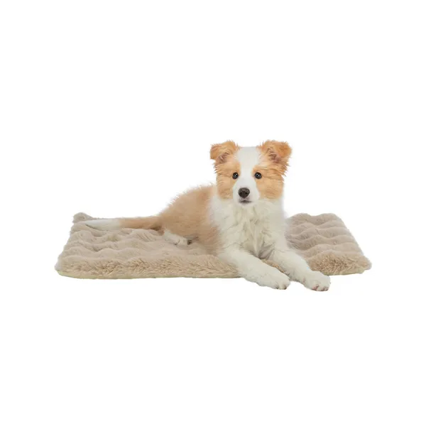 Airbed Trixie Elli Sand 90 x 70 cm
