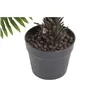 Decorative Plant Home ESPRIT PVC Fern 80 x 80 x 60 cm