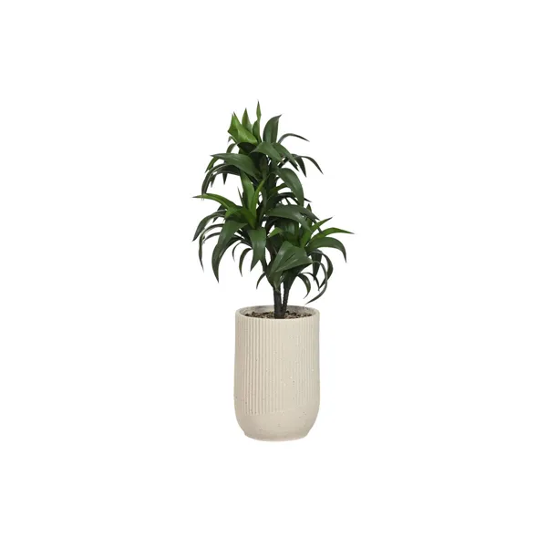 Decorative Plant Home ESPRIT Resin Polyethylene 50 x 50 x 102 cm