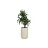 Decorative Plant Home ESPRIT Resin Polyethylene 50 x 50 x 102 cm