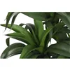 Decorative Plant Home ESPRIT Resin Polyethylene 50 x 50 x 102 cm