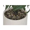 Decorative Plant Home ESPRIT Resin Polyethylene 50 x 50 x 102 cm