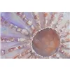 Canvas Home ESPRIT Beach Mediterranean With relief Snail 50 x 2,5 x 50 cm (4 Units)