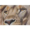 Canvas Home ESPRIT Sky blue Lion Urban Lacquered 62 x 3,5 x 92 cm (2 Units)