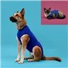 Recovery Vest for Pets KVP 21-24 cm Blue