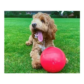 Dog toy Company of Animals Boomer Blue (200mm)