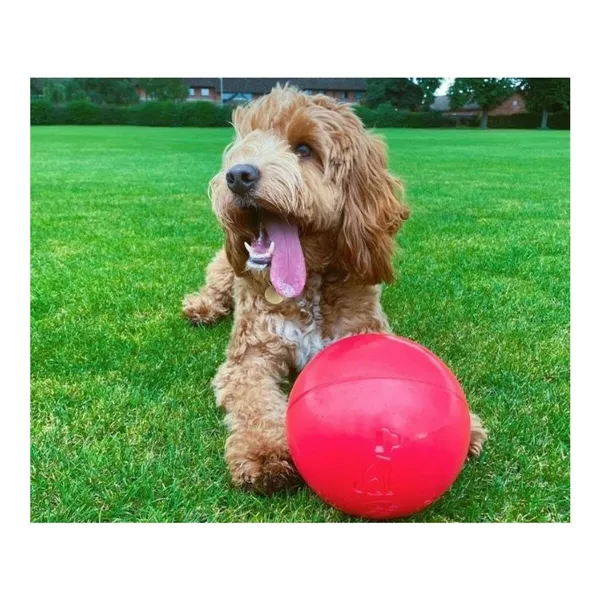 Dog toy Company of Animals Boomer Blue (200mm)