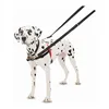 Dog Harness Company of Animals Halti Black/Red Size M (58-86 cm)