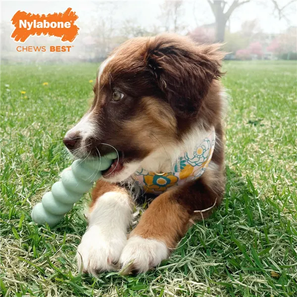 Dog chewing toy Nylabone SENSORY TACTILE STICK Green Peanut butter Bacon S