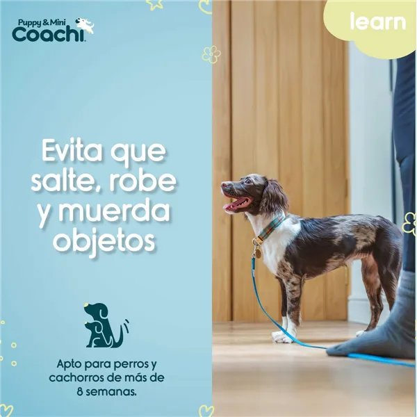 Training lead Coachi Puppy & Mini Green 2,5 m