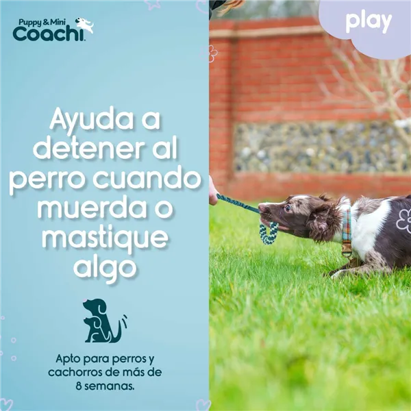 Dog Harness Coachi