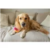 Dog chewing toy Nylabone Pink Bacon L