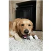 Dog chewing toy Nylabone Brown Peanut butter L