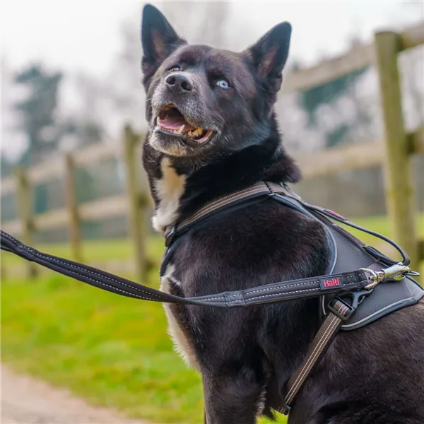 Training lead Company of Animals HALTI BRIG SAFETY Black