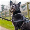 Training lead Company of Animals HALTI BRIG SAFETY Black