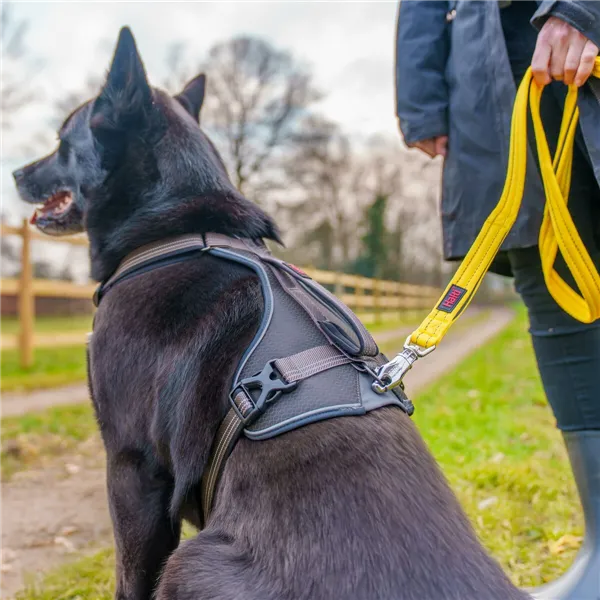 Dog Harness Company of Animals L