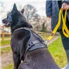 Dog Harness Company of Animals L