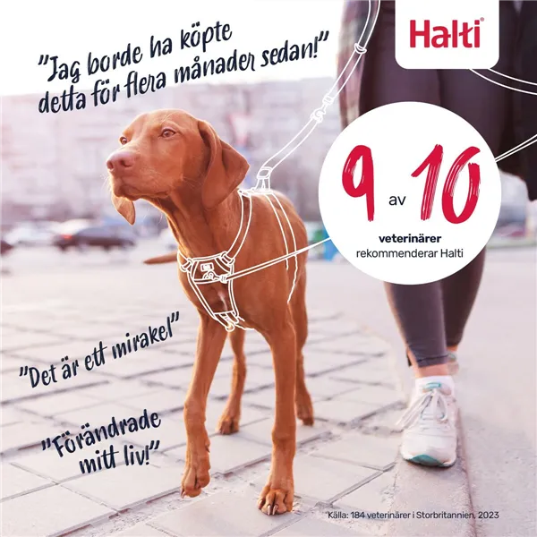 Dog Harness Company of Animals Orange 20