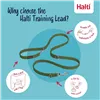 Tracking leash Company of Animals Green