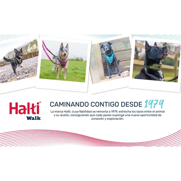 Dog collar Company of Animals Grey