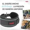 Dog collar Company of Animals Grey