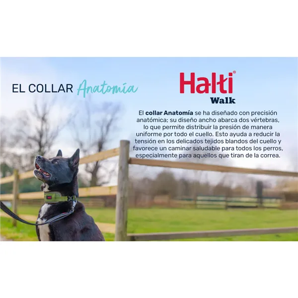 Dog collar Company of Animals Grey