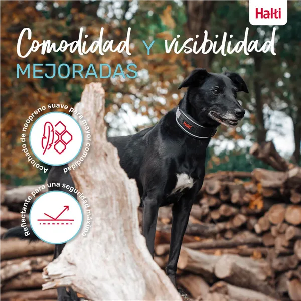 Dog collar Company of Animals Grey