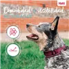 Dog collar Company of Animals
