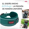 Dog collar Company of Animals Turquoise