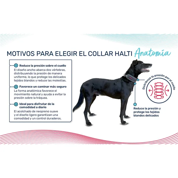 Dog collar Company of Animals Turquoise