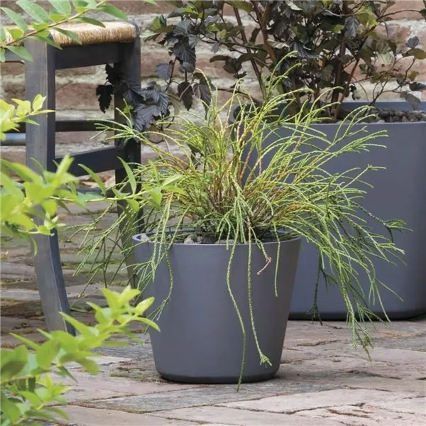 Plant pot Deroma