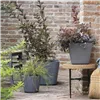 Plant pot Deroma