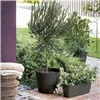 Plant pot Deroma