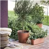 Plant pot Deroma