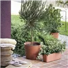Plant pot Deroma