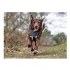 Dog Harness Company of Animals CarSafe Black Size S