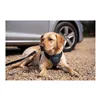 Dog Harness Company of Animals CarSafe Black Size M