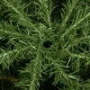 CT0195 Искусственная новогодняя ель 220 см Premium Royal Trees, натуральная ель, как живая