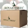 CT0194 Dirbtinė Kalėdų eglutė 180 cm Premium Royal Trees, natūrali Kalėdų eglutė su mediniu stovu