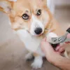 Dog and cat nail clipper Springos PA0308, stainless steel clippers, scissors