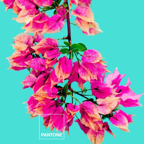 Voodiriiete Komplekt Bugnavilla Pantone