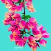 Voodiriiete Komplekt Bugnavilla Pantone