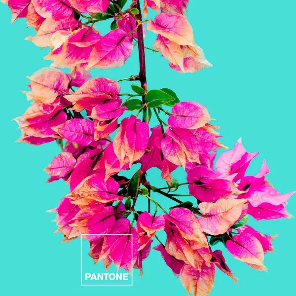 Pussilakana Bugnavilla Pantone