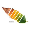Пододеяльник Leaf Pantone